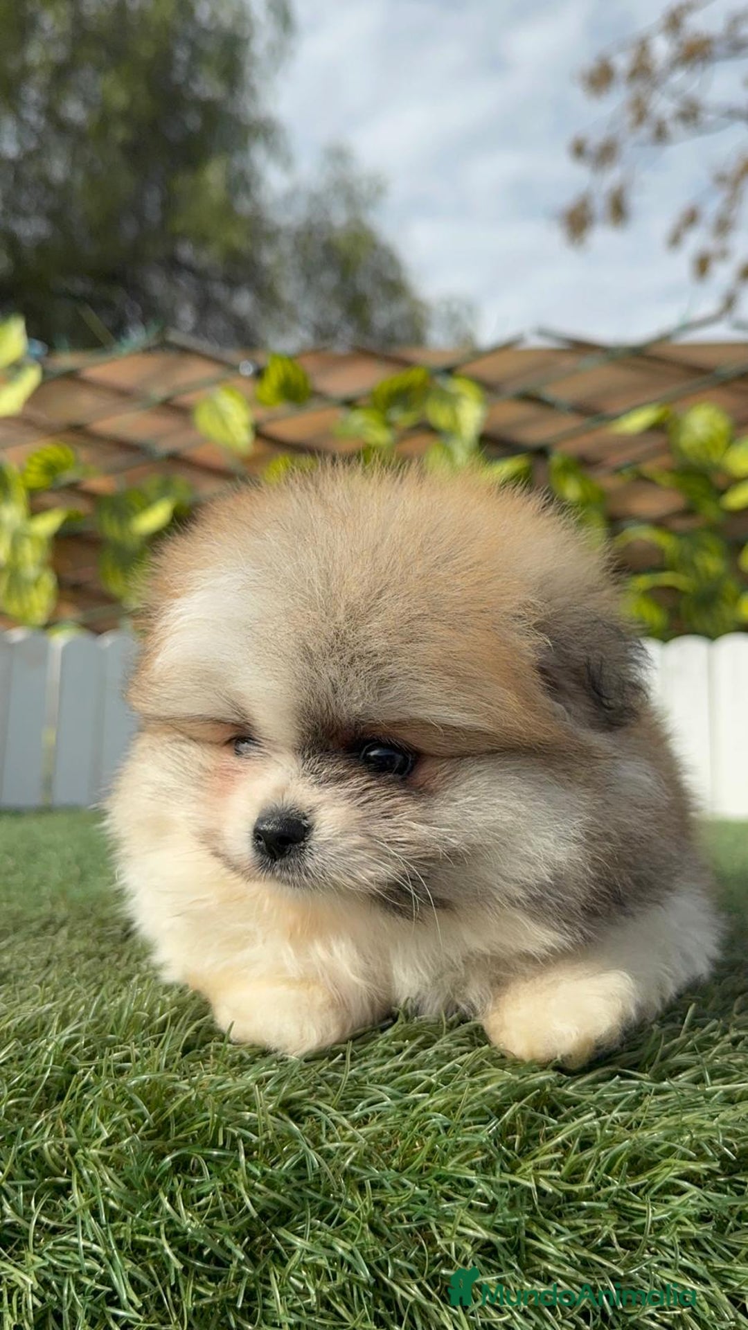Pomerania perros en venta: POMERANIA HEMBRA - Anuncio 6