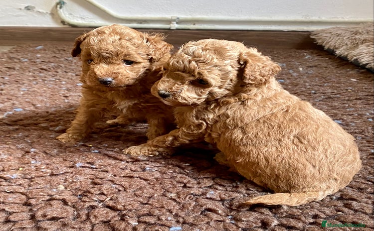 Caniche Enano perros - Anuncio 2