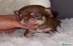 Chihuahua perros en venta: PRECIOSO CHIHUAHUA LINEA RUSA - Imagen 3