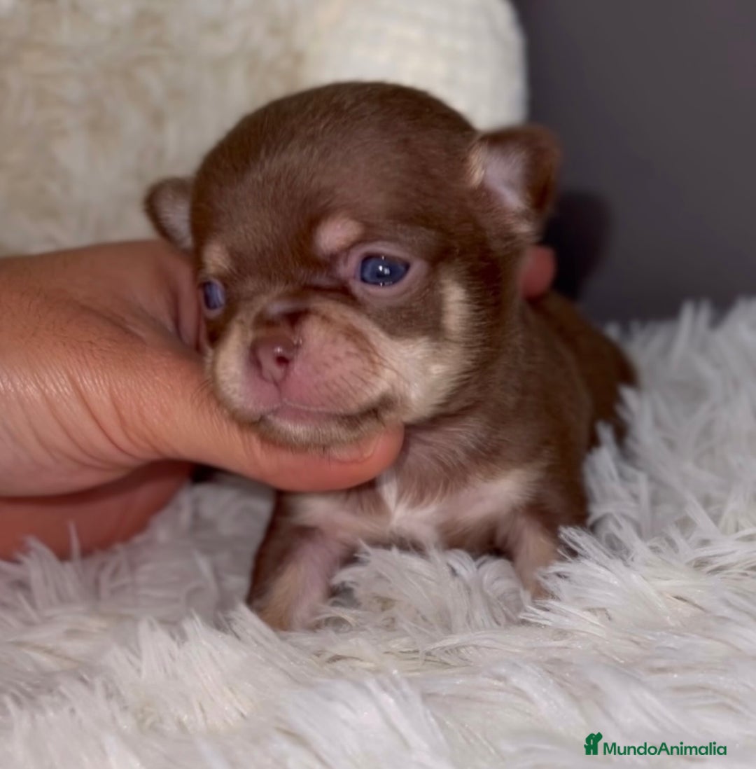 Chihuahua perros en venta: PRECIOSO CHIHUAHUA LINEA RUSA - Imagen 3