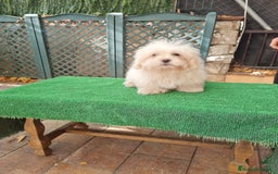 Maltipoo perros en venta: Maltipoo - Imagen 3