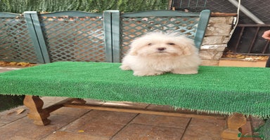Maltipoo perros - Anuncio 11