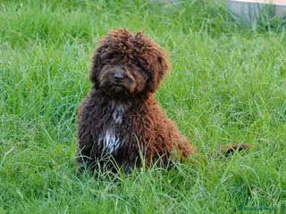 Perro de Agua Español perros CAMADA DE PERRO DE AGUA - Anuncio 1