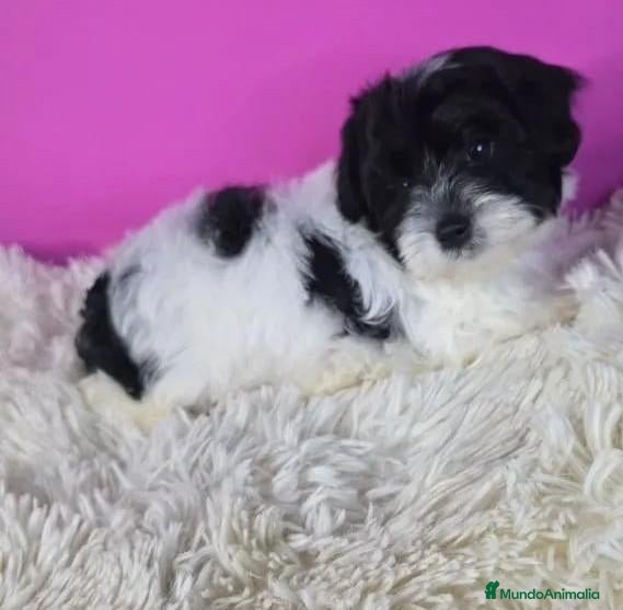 Raza Mixta perros Hembras Yorkipoo - Anuncio 2