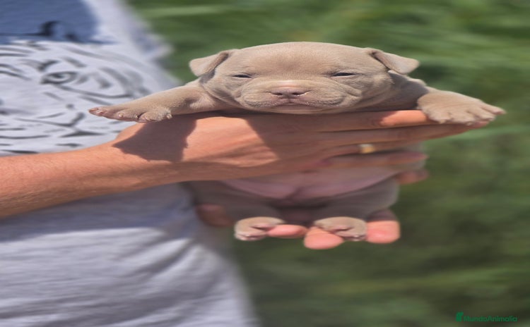 American Bully perros - Propaganda 1