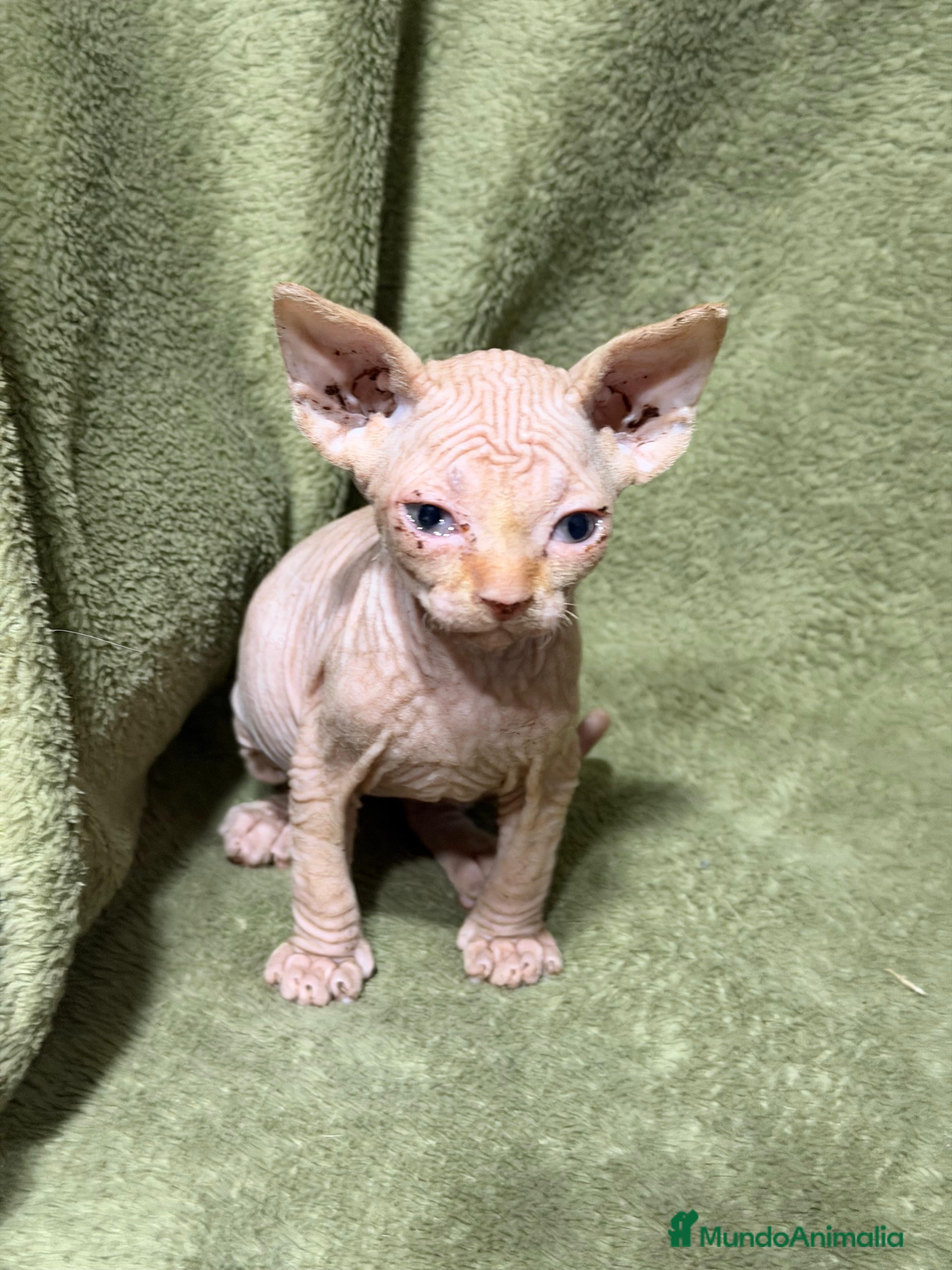 Sphynx gatos en venta: Camada Sphynx preciosa - Anuncio 3