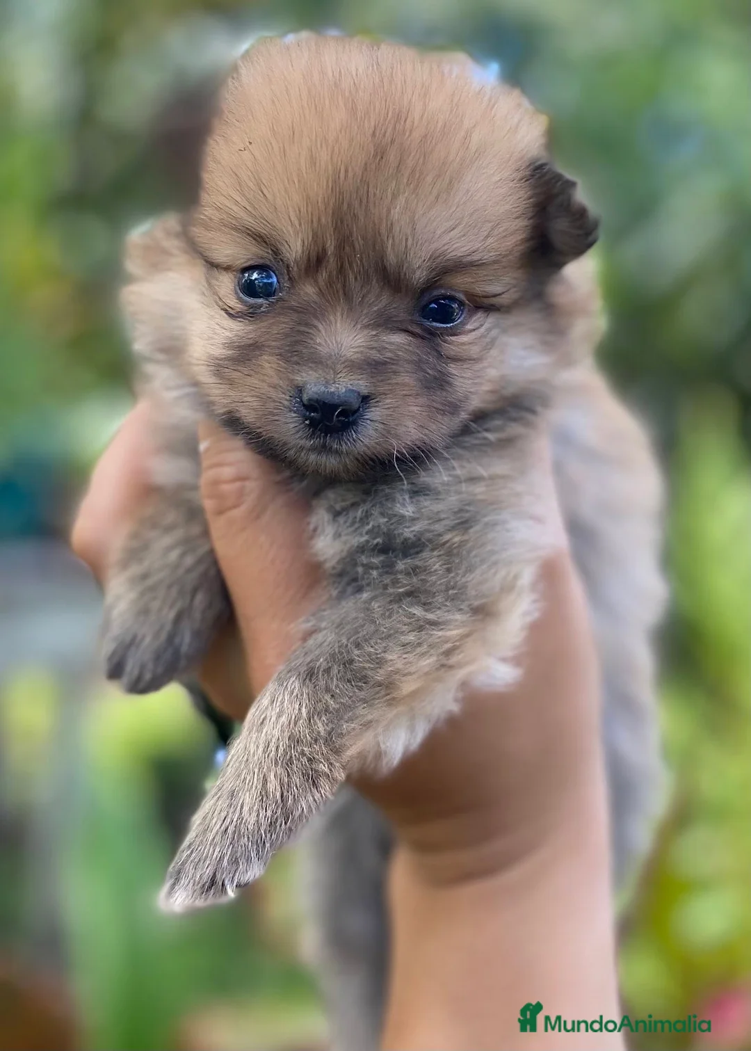 Pomerania perros en venta: POMERANIA CACHORRO POMERANIA  - Anuncio 1
