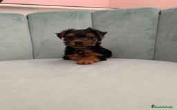 Yorkshire Terrier perros en venta: Yorkshire terrier - Imagen 1