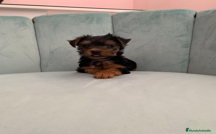 Yorkshire Terrier perros - Propaganda 1