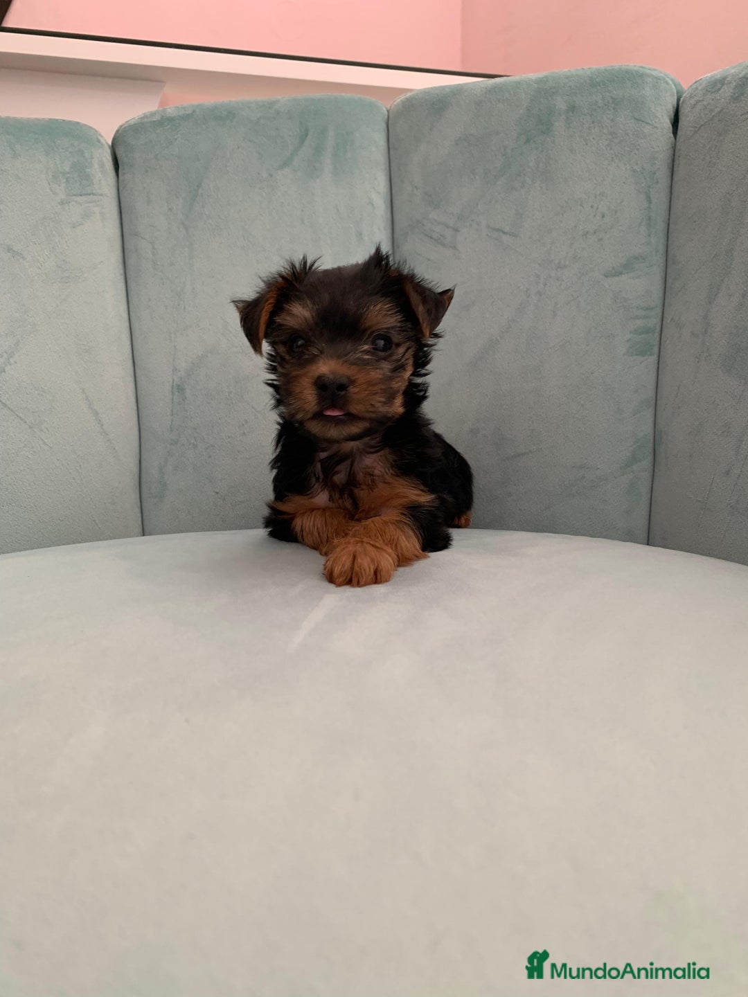 Yorkshire Terrier perros en venta: Yorkshire terrier - Imagen 1