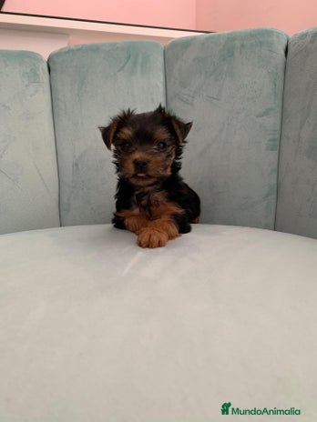 Yorkshire Terrier perros - Anuncio 17