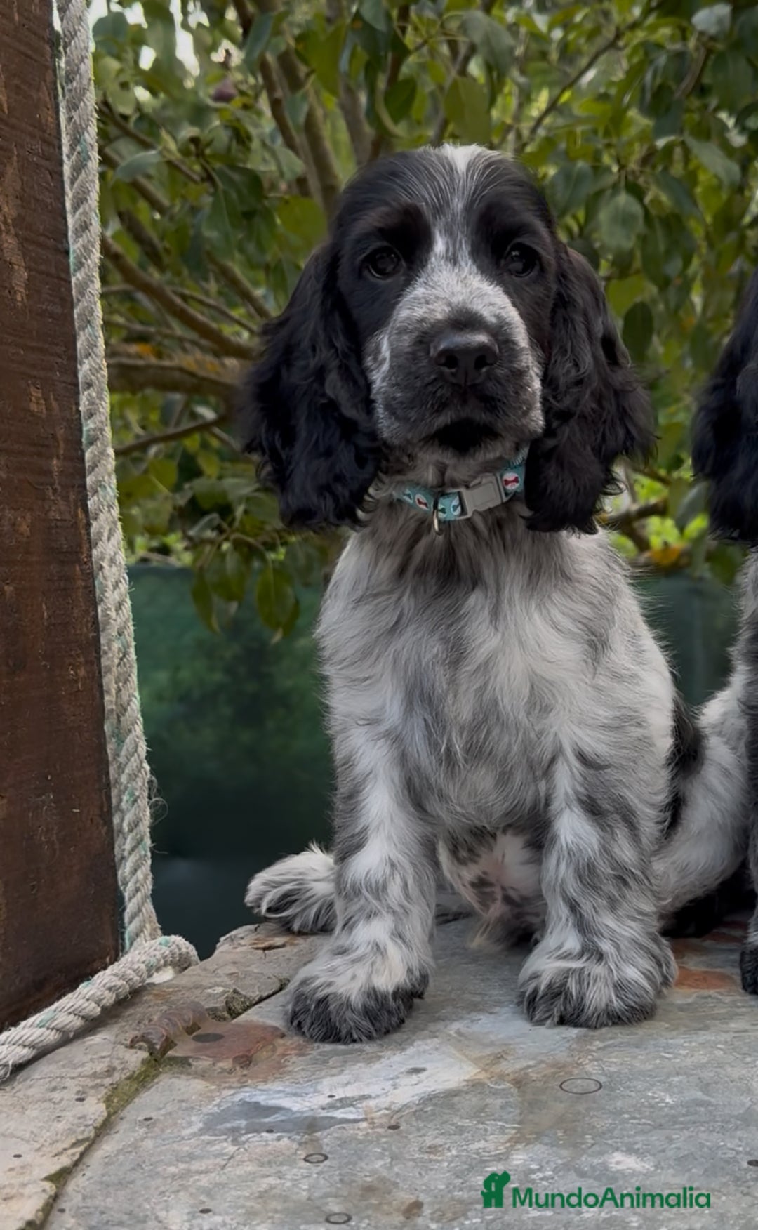Cocker Spaniel Inglés perros en venta: Excelentes cachorros cocker ingles - Imagen 4