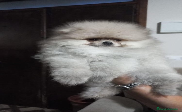 Pomerania perros - Anuncio 8