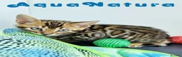 Bengalí gatos en venta: Bengali Macho 4568 AQUANATURA - Anuncio 10