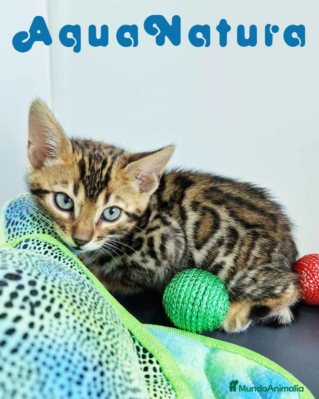 Bengalí gatos en venta: Bengali Macho 4568 AQUANATURA - Anuncio 10