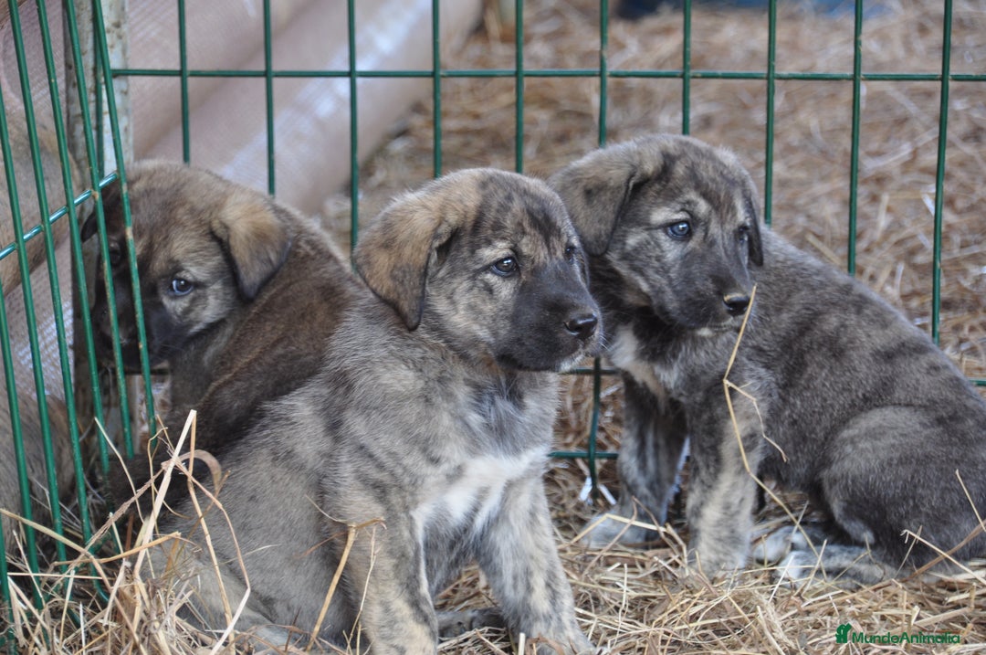Mastín Español perros en venta: Cachorros de Mastin Español Ganadero Autóctono - Imagen 9