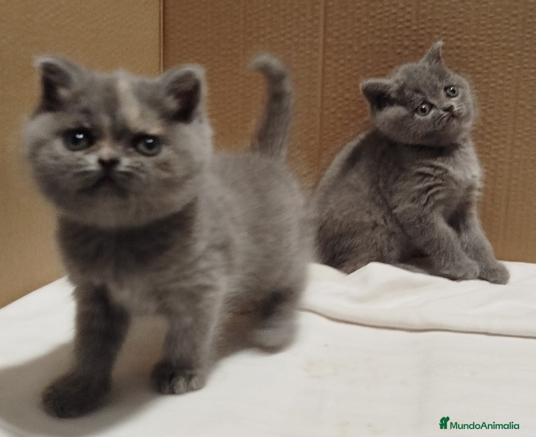 Británico de Pelo Corto gatos en venta: British Shorthair - Imagen 2