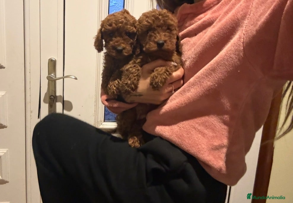 Caniche Toy perros Caniches hembras rojas  - Anuncio 3