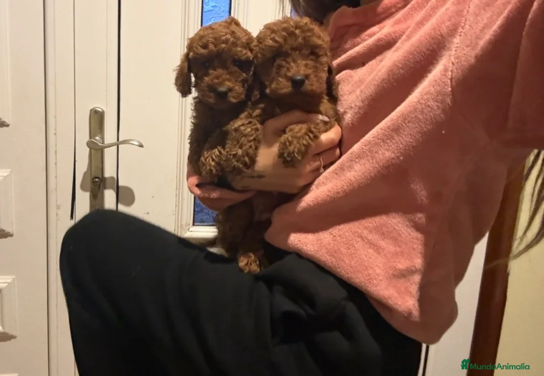 Caniche Toy perros en venta: Caniches hembras rojas  - Anuncio 1