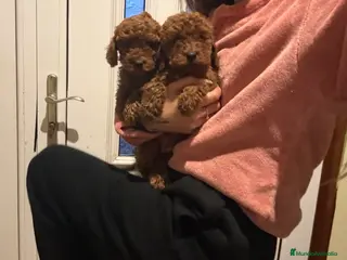 Caniche Toy perros Caniches hembras rojas - Anuncio 3