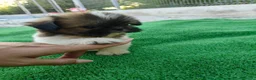 Shih Tzu perros en venta: shih tzu - Anuncio 3