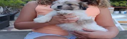 Shih Tzu perros en venta: MalShi. Shihtzu x Maltes - Anuncio 11