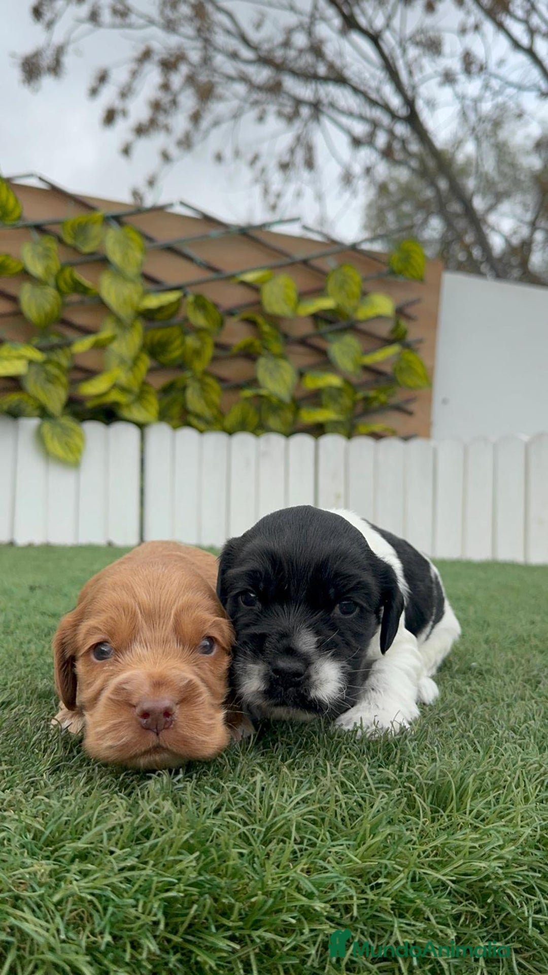 Cocker Spaniel Inglés perros en venta: COCKER SPANIEL INGLES - Anuncio 12