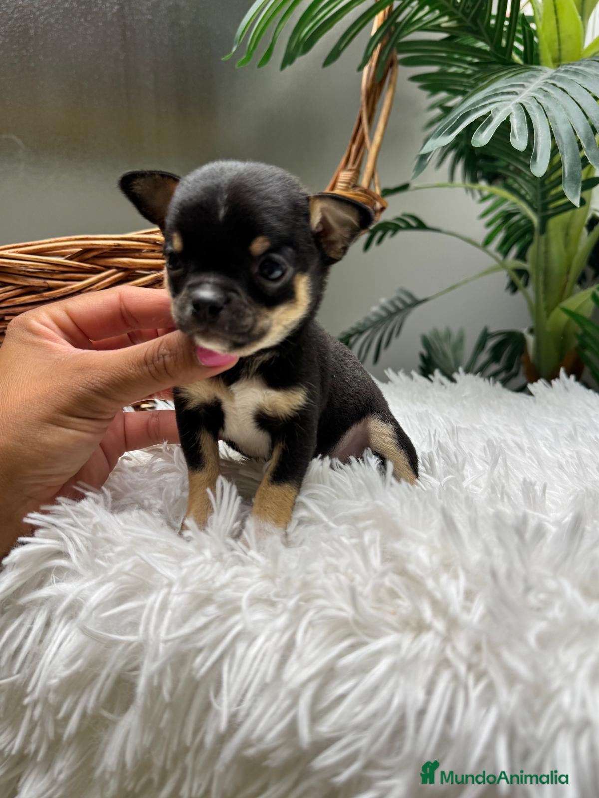 Chihuahua perros CHIHUAHUA 💙 - Anuncio 1