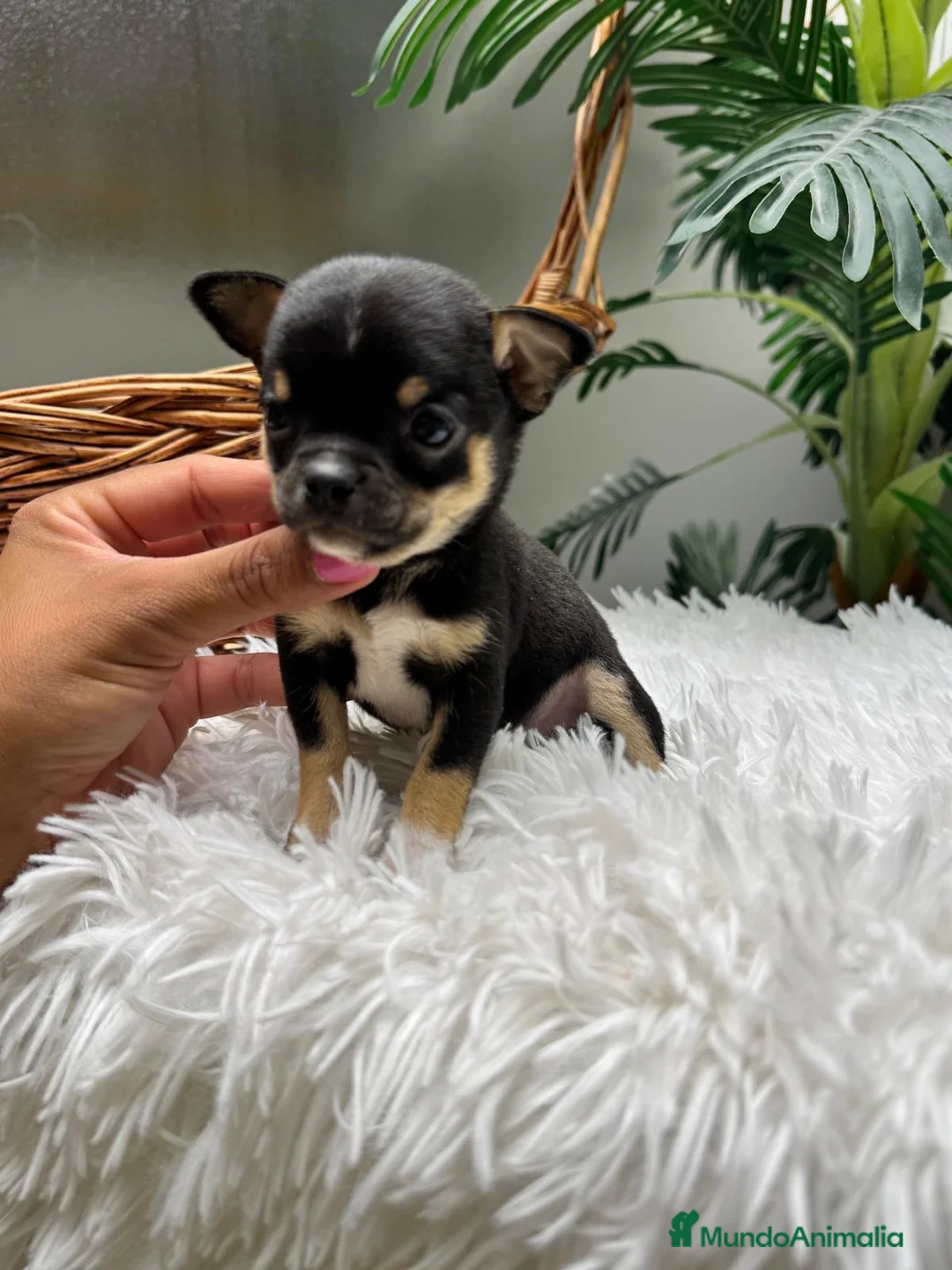 Chihuahua perros en venta: CHIHUAHUA 💙 - Anuncio 1