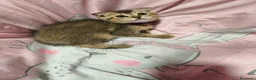 Scottish Fold gatos en venta: Scottish fold en Valencia - Anuncio 4