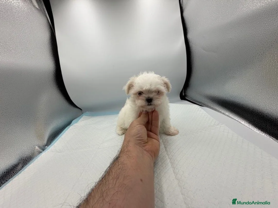 Bichón Maltés perros en venta: bichon maltes toy - Anuncio 1
