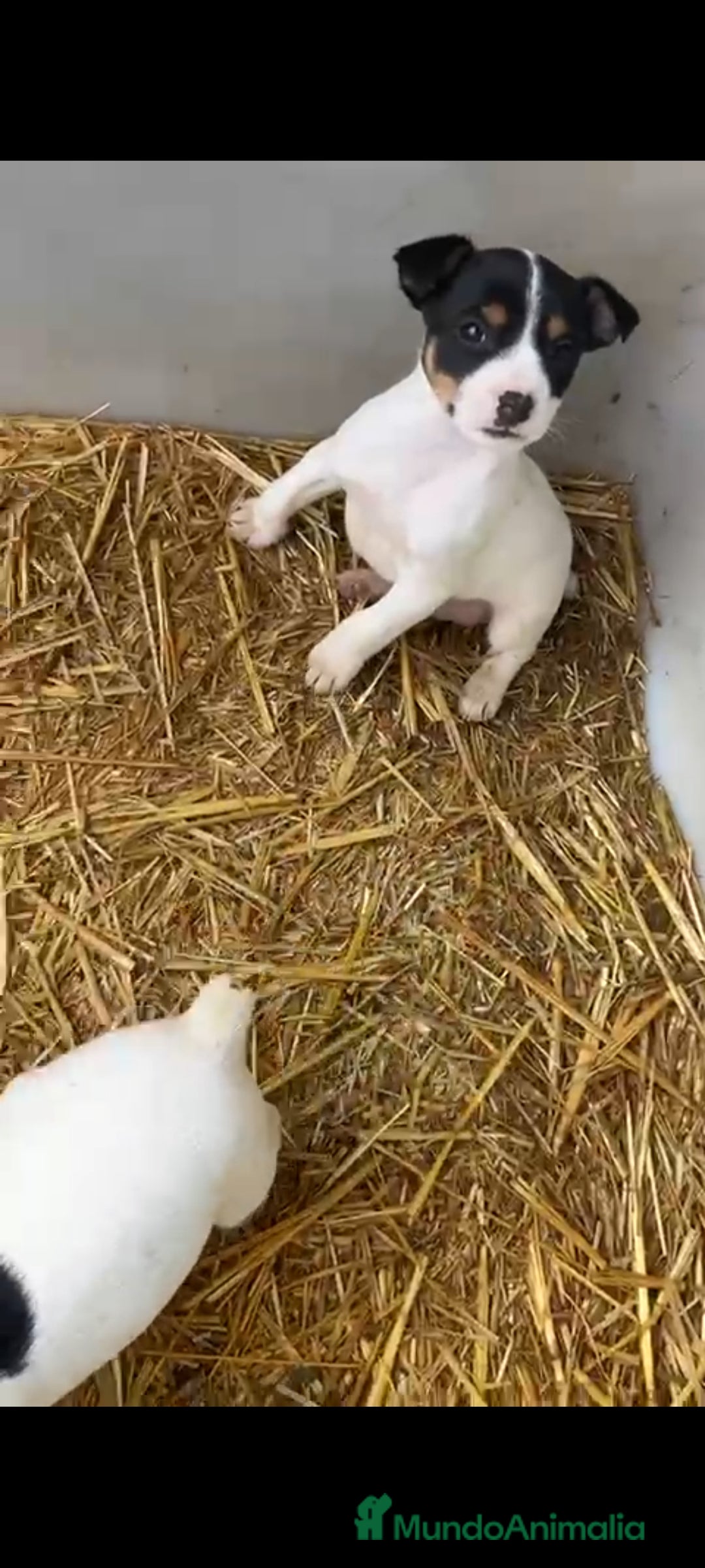 Ratonero Bodeguero Andaluz perros en venta: Bodeguero andaluz - Anuncio 4