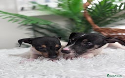 Ratonero Bodeguero Andaluz perros en venta: BODEGUERO MACHOS - Imagen 5