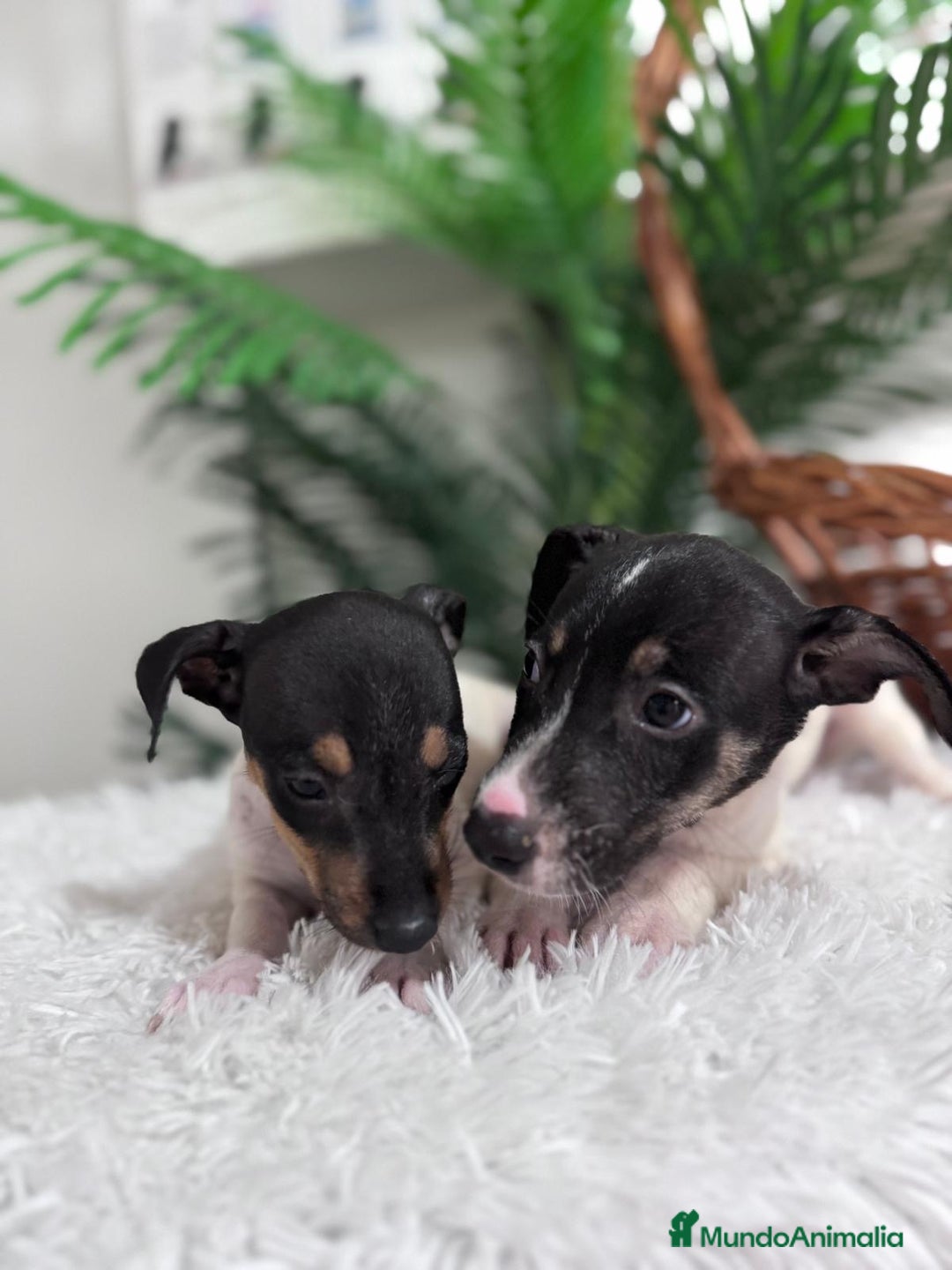 Ratonero Bodeguero Andaluz perros en venta: BODEGUERO MACHOS - Imagen 5