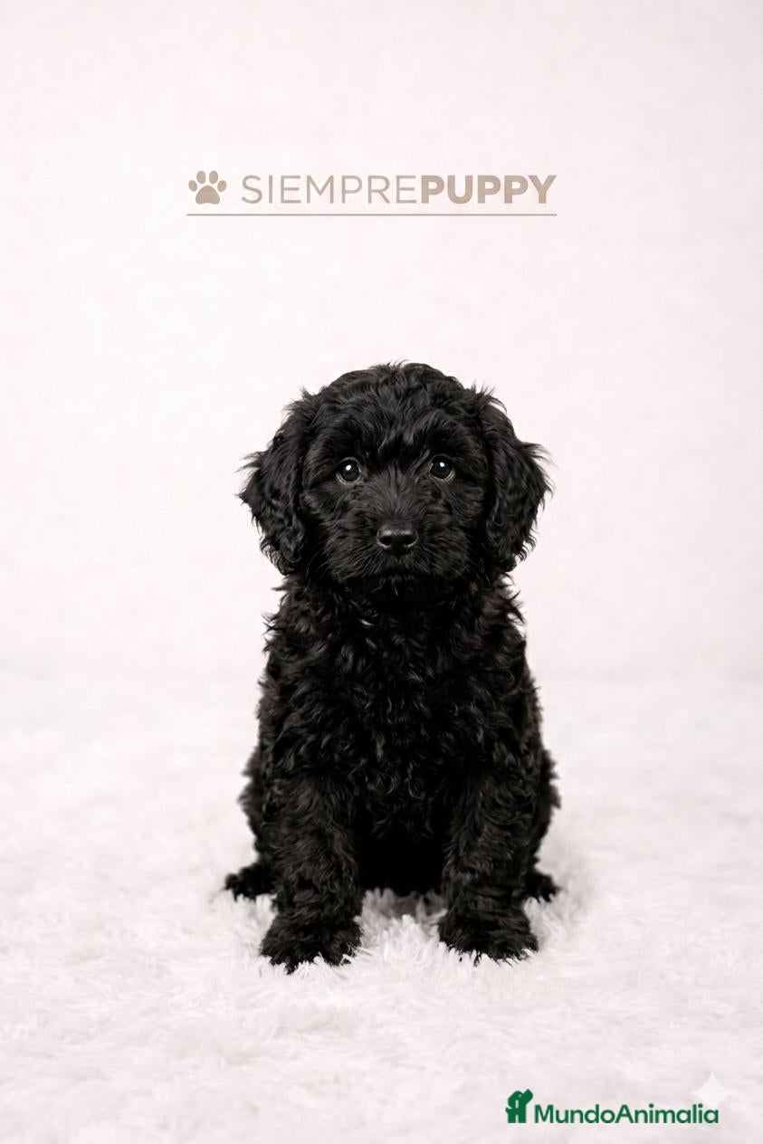 Cockapoo perros CACHORRITOS COCKAPOO - Anuncio 1