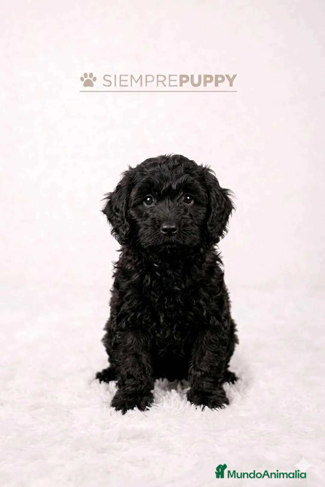 Cockapoo perros en venta: CACHORRITOS COCKAPOO - Anuncio 1
