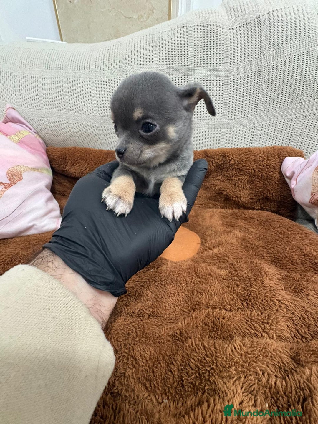 Chihuahua perros en venta: Impresionante Chihuahua blue - Anuncio 4