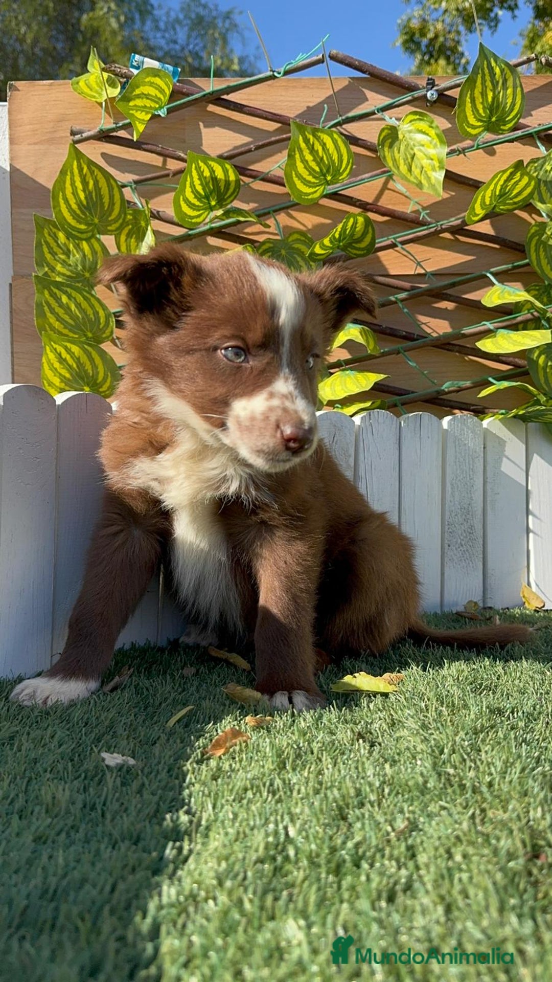 Border Collie perros en venta: BORDER COLLIE - Anuncio 1