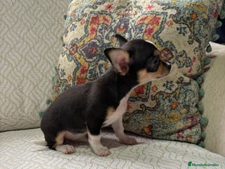 Chihuahua perros Macho chihuahua Toy tricolor - Anuncio 30