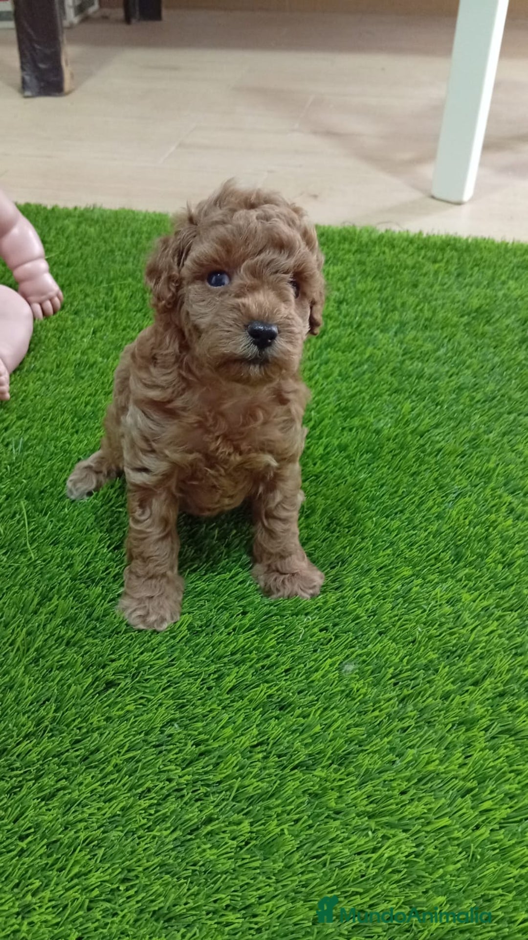 Caniche Toy perros en venta: CANICHES CALIDAD Y SELECCIÓN  - Imagen 1