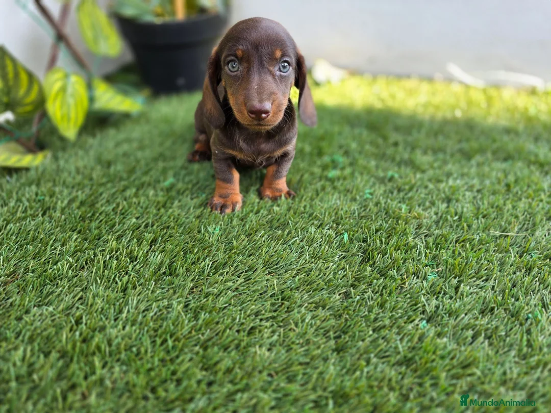Teckel Miniatura perros en venta: TECKEL MINIATURA CHOCOLATE - Anuncio 2