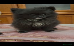 Pomerania perros en venta: Poo pomerania MICRO TOY  - Imagen 4