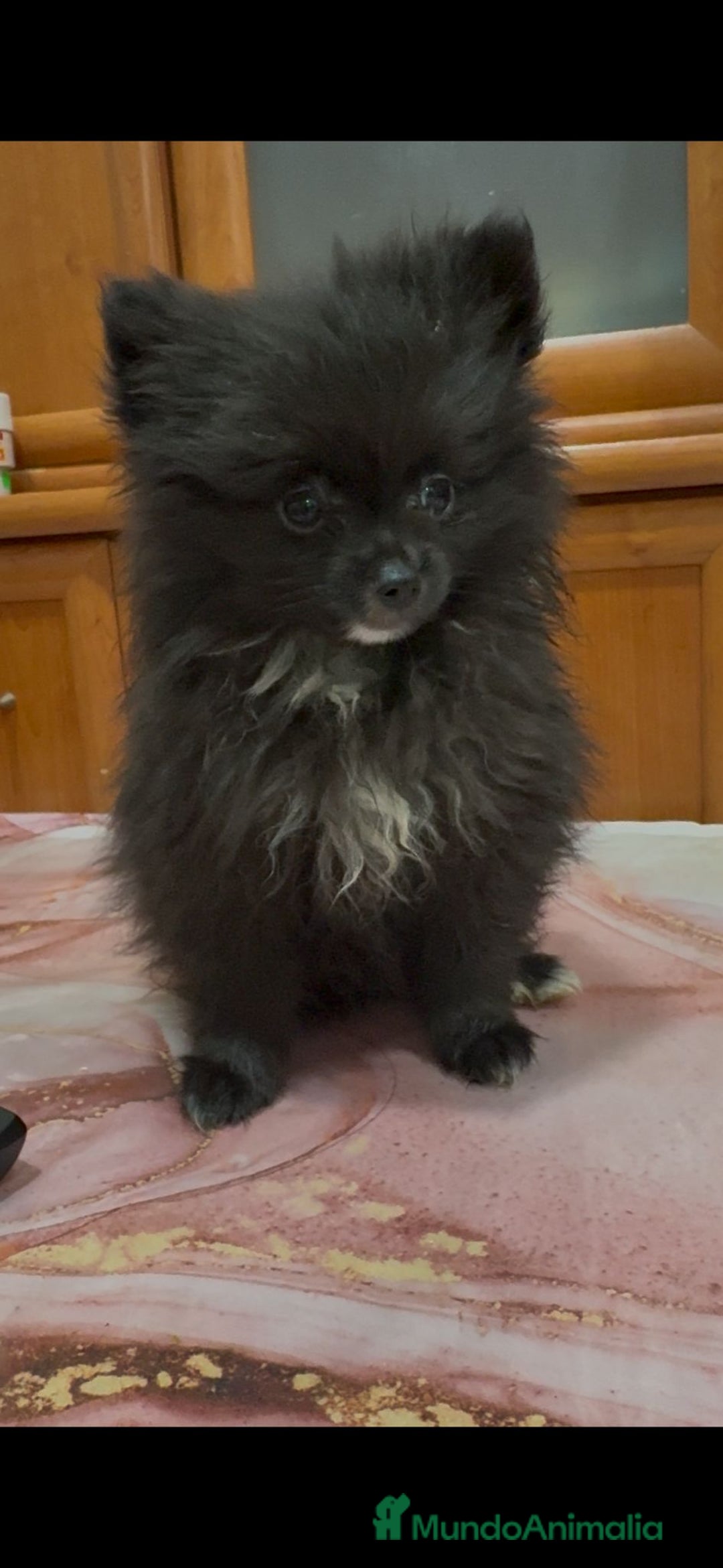 Pomerania perros en venta: Poo pomerania MICRO TOY  - Imagen 4