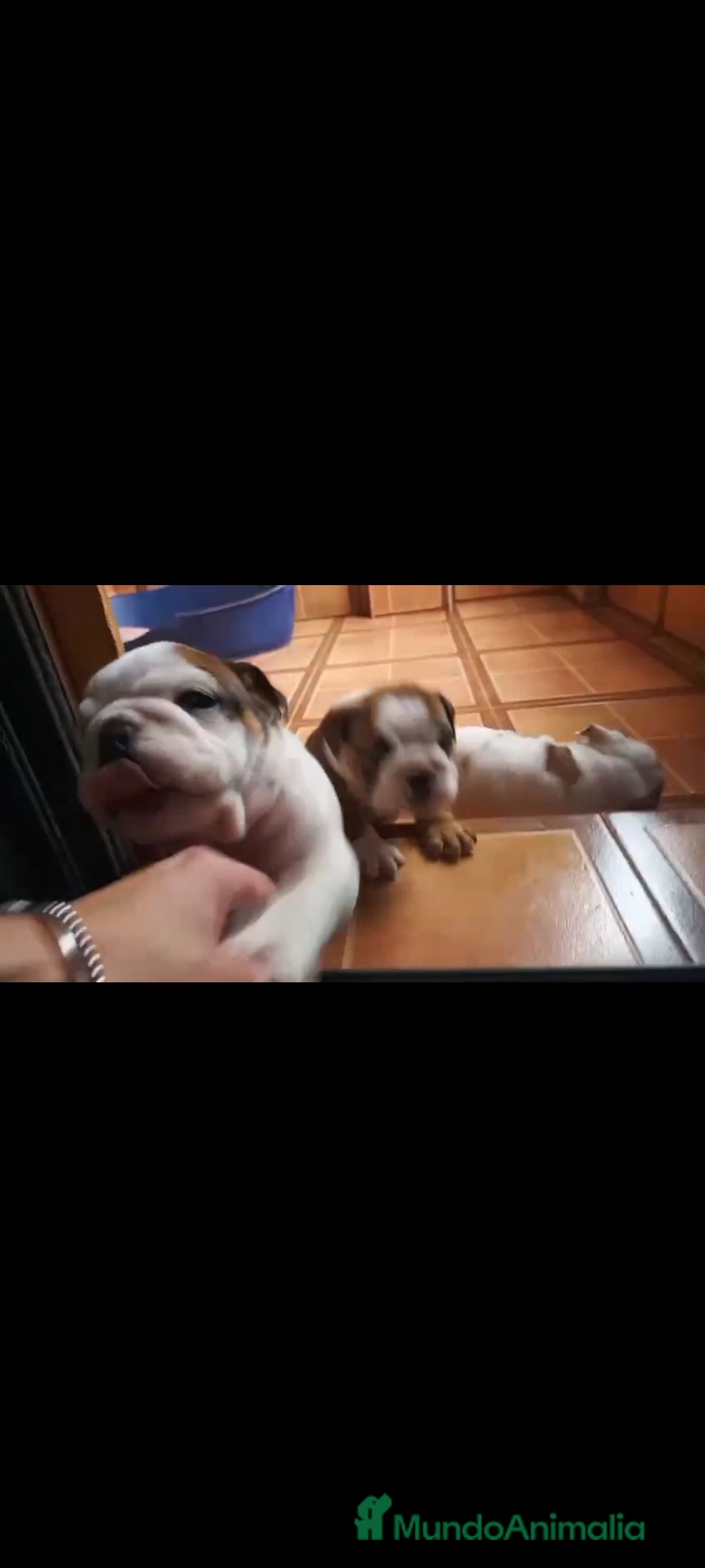 Bulldog Inglés perros en venta: Bulldog ingles  - Anuncio 4