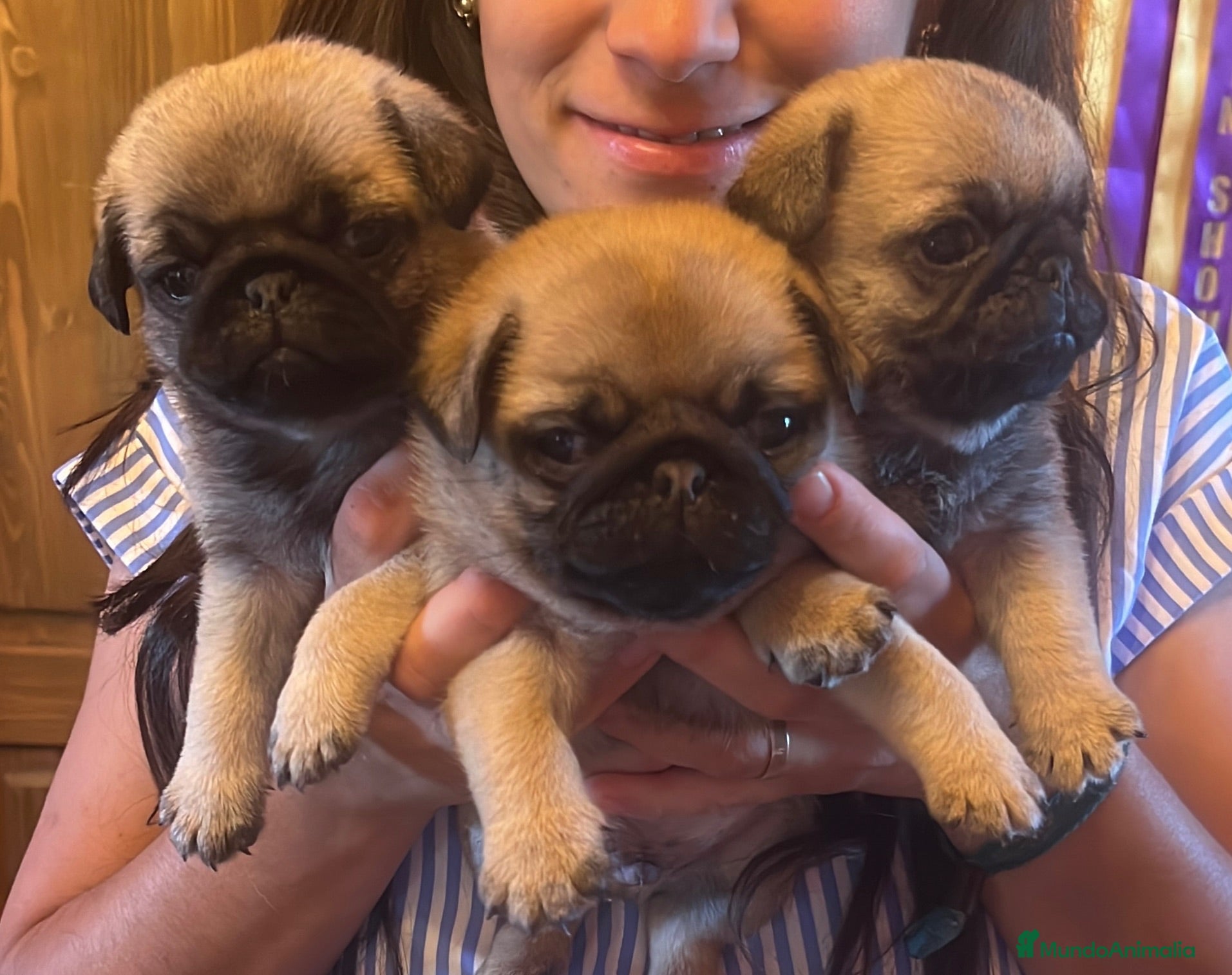 Carlino - Pug perros Preciosos Carlinos en venta - Anuncio 2