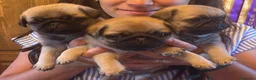 Carlino - Pug perros en venta: Preciosos Carlinos en venta - Anuncio 2