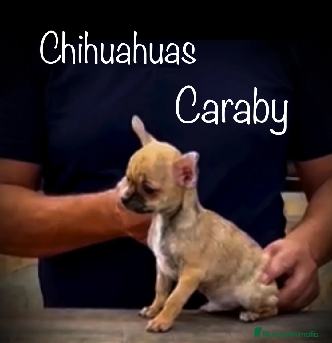 Chihuahua perros en venta: Caraby Chihuahuas en Benidorm  en Alicante - Anuncio 7