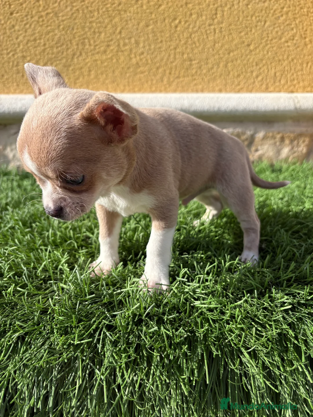 Chihuahua perros en venta: Chihuahua macho marrón blue ojos azules - Anuncio 16