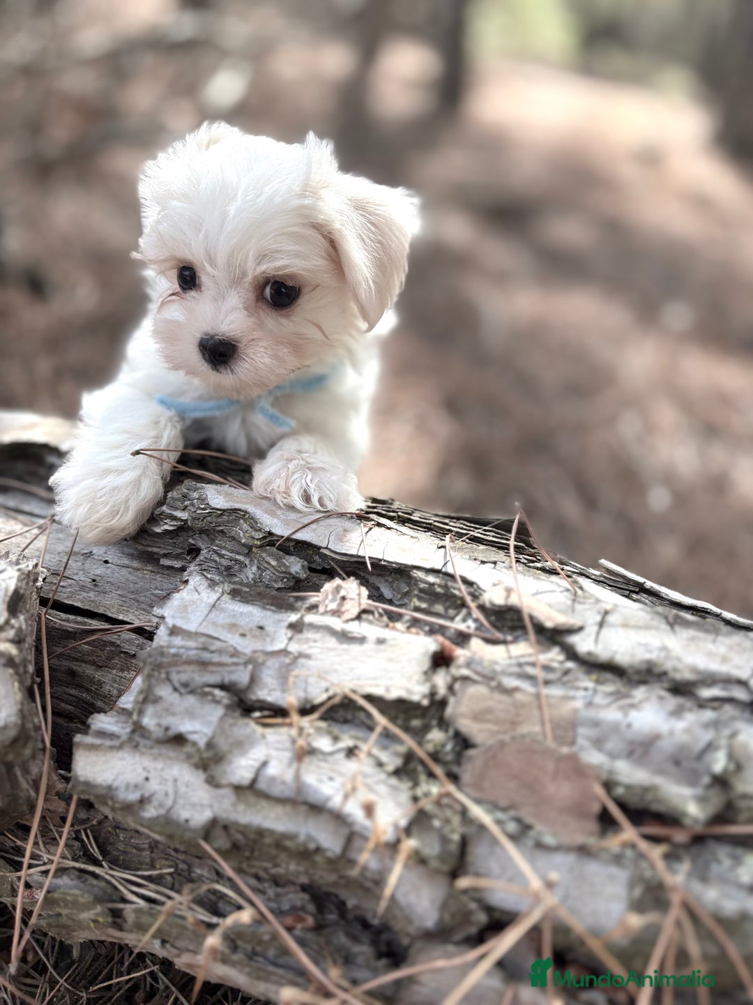Bichón Maltés perros en venta: Bichon Maltés alta calidad muy buenas líneas  - Imagen 5