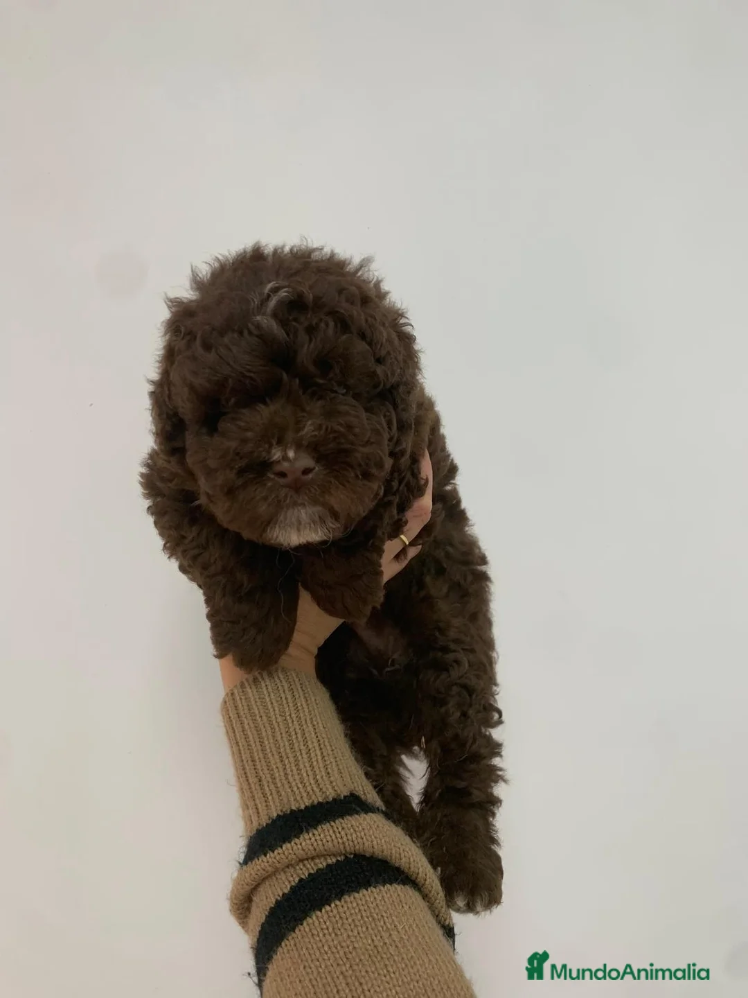 Perro de Agua Español perros en venta: Espectaculares perro de agua español - Anuncio 2